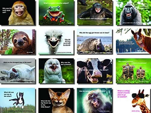 Oospecka Смее Животинско Шега картички за деца - Одлично за Lunchboxes и многу се смее
